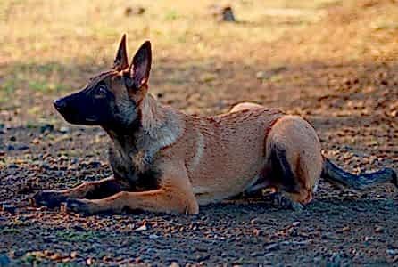 Бытовая дрессировка