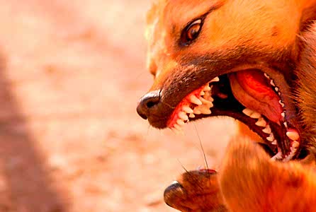 Коррекция поведения