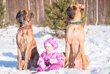 Социализация собаки