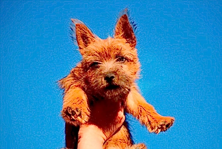 Помощь в выборе щенка