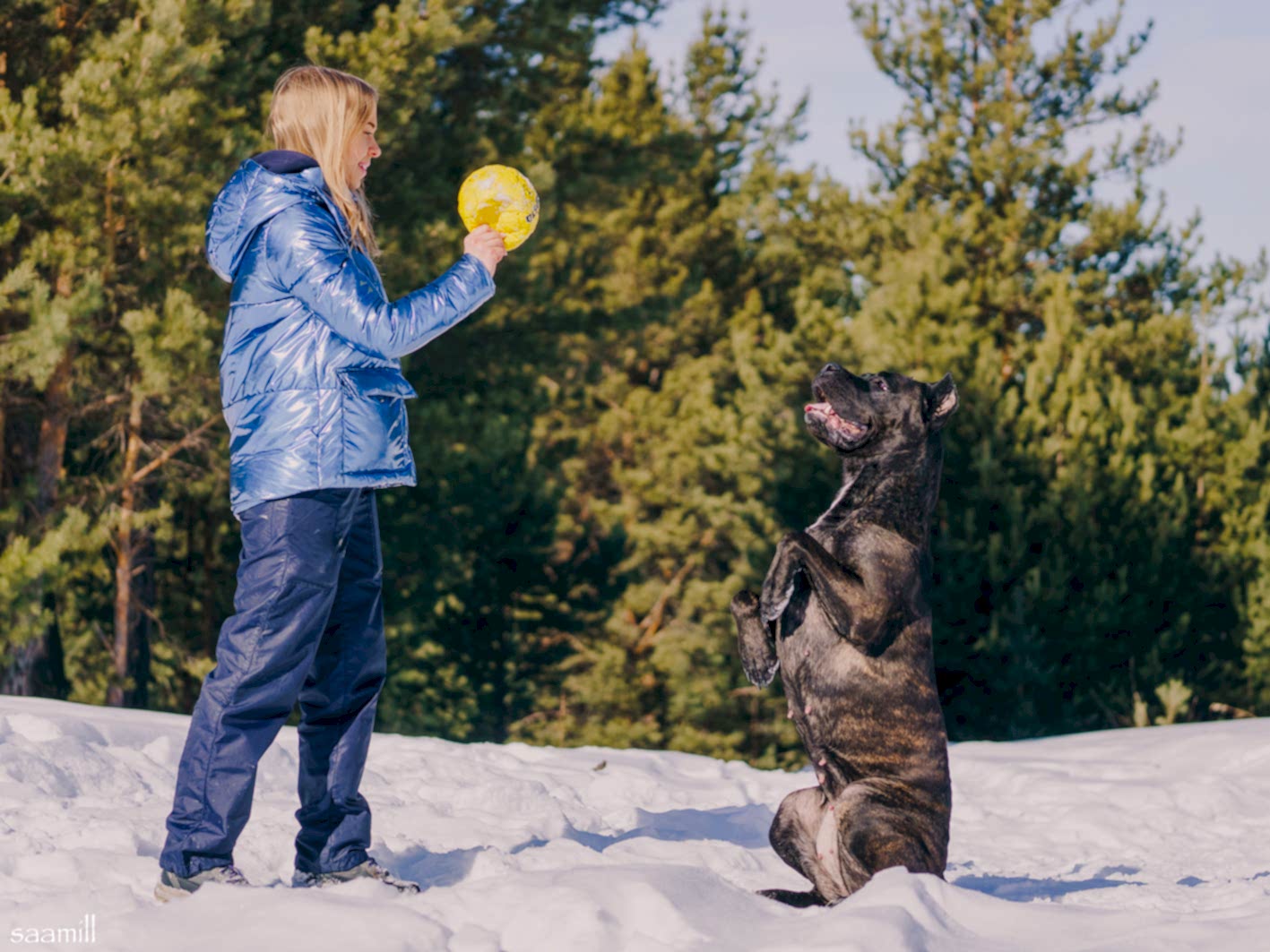 Трюковая дрессировка