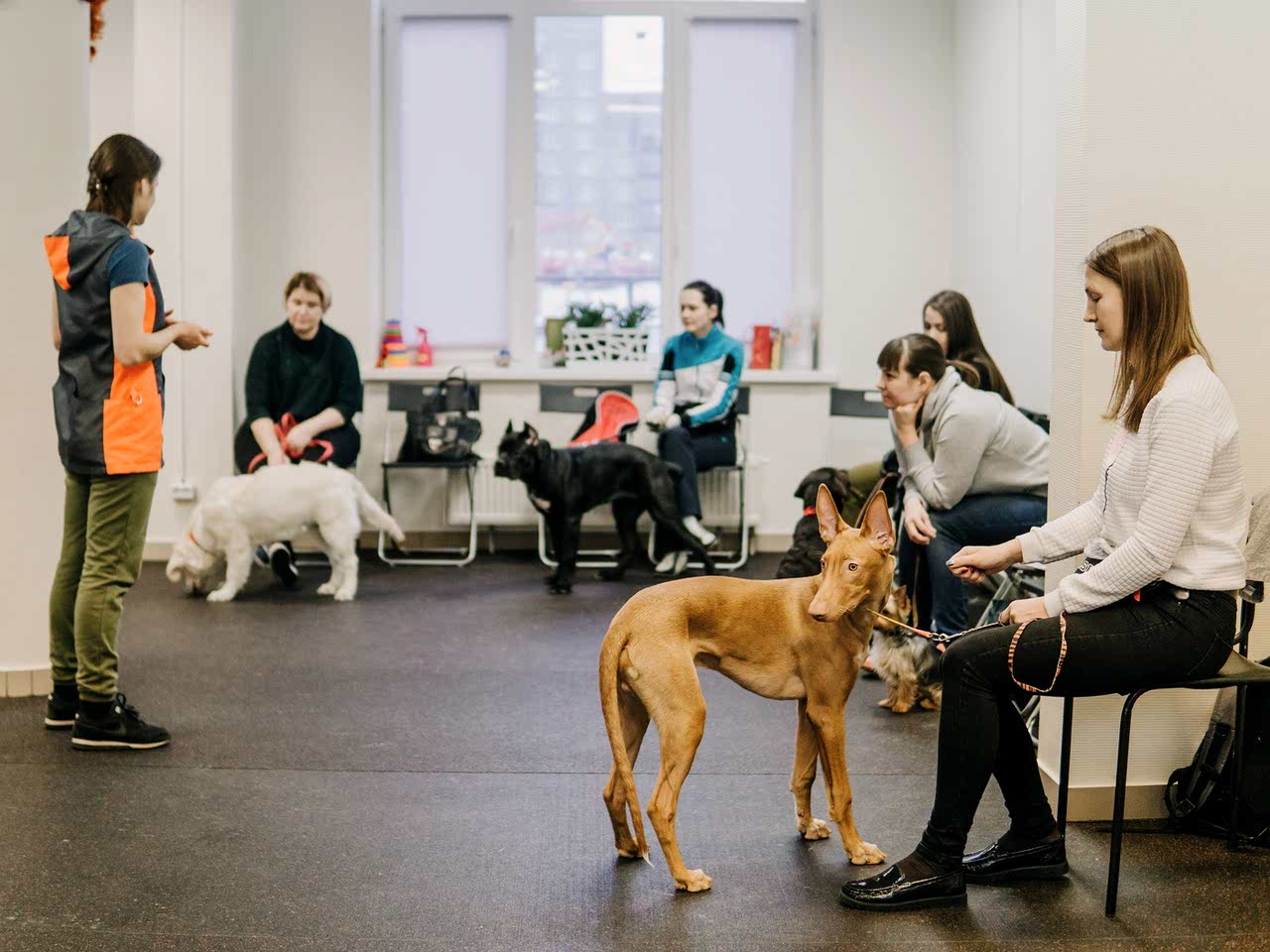 Группа «Начальный курс послушания»