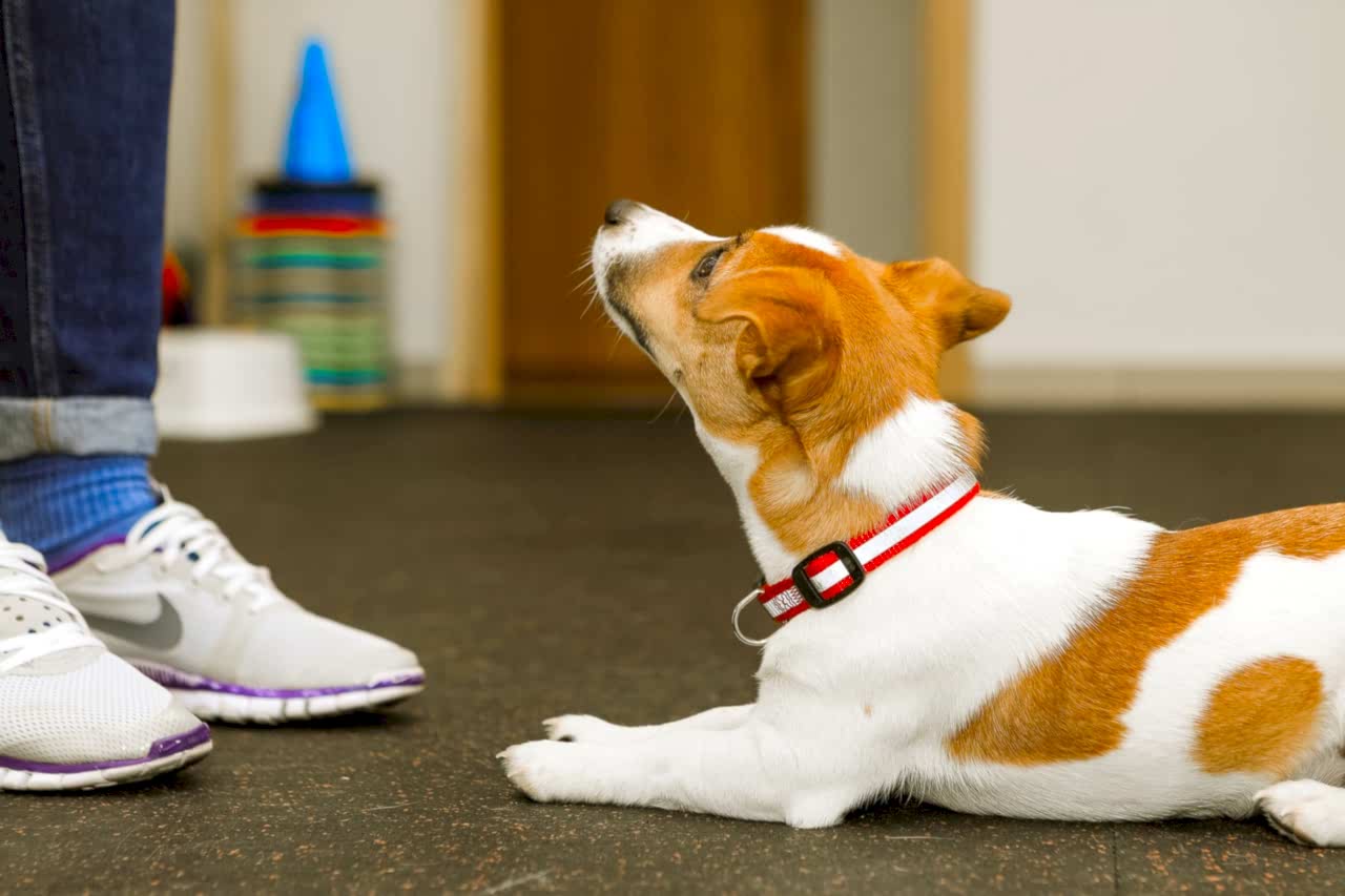 Воспитание щенков